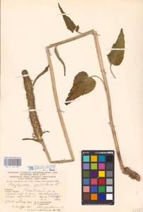 Phyteuma spicatum L., Eastern Europe, West Ukrainian region (E13) (Ukraine)
