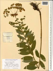 Euphorbia squamosa Willd., Caucasus, North Ossetia, Ingushetia & Chechnya (K1c) (Russia)
