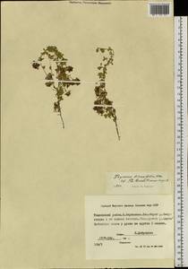 Thymus reverdattoanus Serg., Siberia, Yakutia (S5) (Russia)
