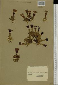Gentiana grandiflora Laxm., Siberia, Western (Kazakhstan) Altai Mountains (S2a) (Kazakhstan)