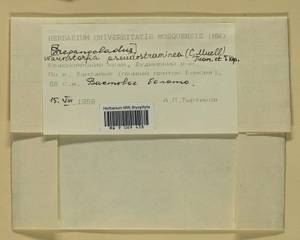 Warnstorfia pseudostraminea (Müll. Hal.) Tuom. & T.J. Kop., Bryophytes, Bryophytes - Krasnoyarsk Krai, Tyva & Khakassia (B17) (Russia)