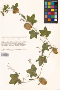 Echinocystis lobata (Michx.) Torr. & Gray, Eastern Europe, Moscow region (E4a) (Russia)