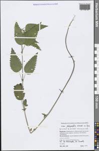 Urtica dioica subsp. pubescens (Ledeb.) Domin, Siberia, Baikal & Transbaikal region (S4) (Russia)