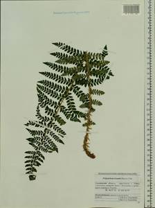 Polystichum braunii (Spenn.) Fée, Siberia, Russian Far East (S6) (Russia)