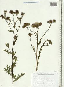 Cirsium arvense, Eastern Europe, Belarus (E3a) (Belarus)