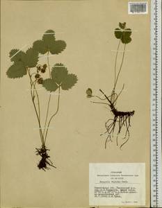 Fragaria viridis Duchesne, Siberia, Altai & Sayany Mountains (S2) (Russia)