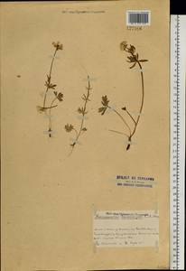 Ranunculus lasiocarpus C. A. Mey., Siberia, Altai & Sayany Mountains (S2) (Russia)