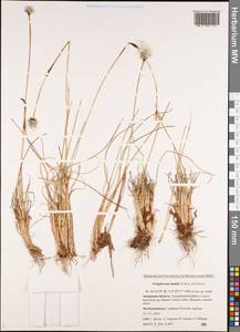 Eriophorum humile Turcz., Siberia, Russian Far East (S6) (Russia)