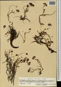 Hylotelephium ewersii (Ledeb.) H. Ohba, Mongolia (MONG) (Mongolia)