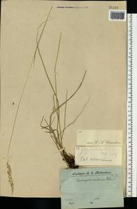 Calamagrostis arundinacea (L.) Roth, Eastern Europe, Central forest region (E5) (Russia)