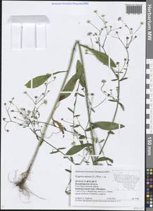 Erigeron annuus (L.) Pers., Eastern Europe, Central region (E4) (Russia)