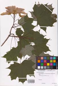 Acer platanoides L., Eastern Europe, Central region (E4) (Russia)