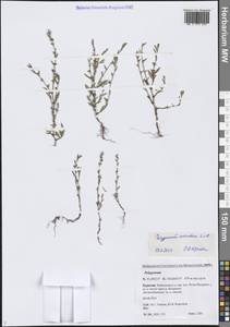 Polygonum aviculare L., Siberia, Baikal & Transbaikal region (S4) (Russia)