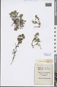 Dracocephalum discolor Bunge, Siberia, Altai & Sayany Mountains (S2) (Russia)
