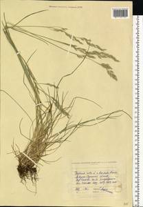 Festuca rubra L., Eastern Europe, North Ukrainian region (E11) (Ukraine)