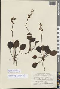 Pyrola rotundifolia L., Siberia, Central Siberia (S3) (Russia)