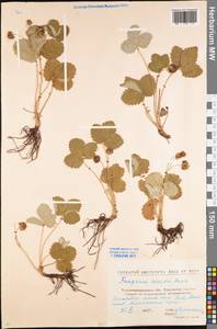 Fragaria viridis Duchesne, Eastern Europe, North Ukrainian region (E11) (Ukraine)