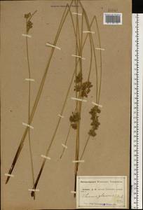Juncus inflexus L., Eastern Europe, Central forest-and-steppe region (E6) (Russia)
