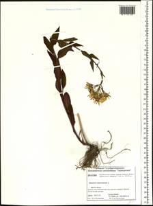 Senecio nemorensis L., Siberia, Central Siberia (S3) (Russia)