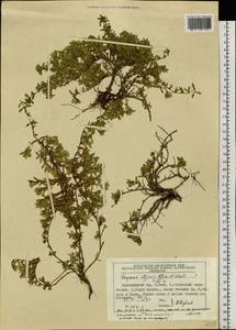 Thymus iljinii Klokov & Des.-Shost., Siberia, Altai & Sayany Mountains (S2) (Russia)