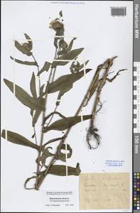 Pentanema britannicum (L.) D. Gut. Larr., Santos-Vicente, Anderb., E. Rico & M. M. Mart. Ort., Eastern Europe, Central forest-and-steppe region (E6) (Russia)