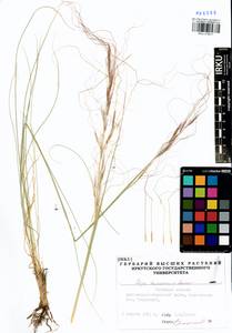 Stipa baicalensis Roshev., Siberia, Baikal & Transbaikal region (S4) (Russia)