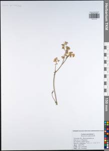 Conium maculatum L., Eastern Europe, Central region (E4) (Russia)