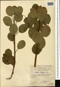 Cotinus coggygria Scop., Caucasus, Azerbaijan (K6) (Azerbaijan)