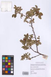 Rosa corymbifera Borkh., Eastern Europe, Rostov Oblast (E12a) (Russia)