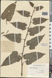 Rubus, South Asia, South Asia (Asia outside ex-Soviet states and Mongolia) (ASIA) (China)