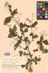 Impatiens furcillata Hemsl. ex Forbes & Hemsl., Siberia, Russian Far East (S6) (Russia)