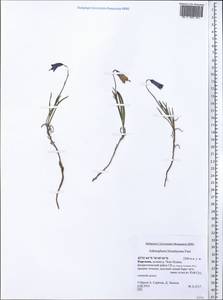 Adenophora himalayana Feer, Middle Asia, Northern & Central Tian Shan (M4) (Kyrgyzstan)