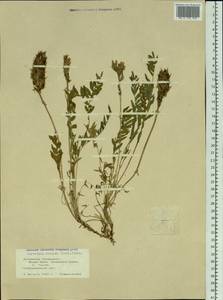 Oxytropis altaica (Pall.)Pers., Siberia, Altai & Sayany Mountains (S2) (Russia)