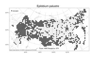 Epilobium palustre L., Atlas of the Russian Flora (FLORUS) (Russia)