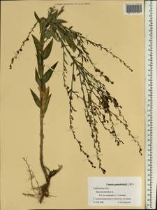 Linaria genistifolia (L.) Mill., Eastern Europe, Central forest-and-steppe region (E6) (Russia)