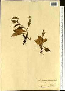 Saussurea nuda, Siberia, Chukotka & Kamchatka (S7) (Russia)