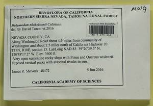 Vinealobryum nicholsonii (Culm.) R.H. Zander, Bryophytes, Bryophytes - America (BAm) (United States)