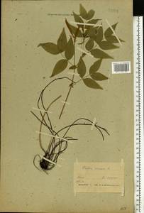 Lathyrus vernus (L.) Bernh., Eastern Europe, Belarus (E3a) (Belarus)