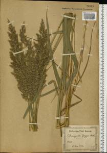 Calamagrostis epigejos (L.) Roth, Eastern Europe, North Ukrainian region (E11) (Ukraine)