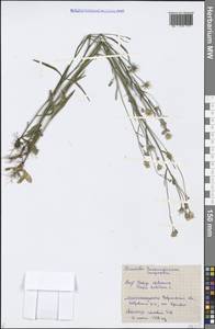 Crepis tectorum L., Eastern Europe, Central forest-and-steppe region (E6) (Russia)