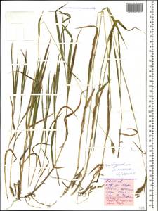 Brachypodium pinnatum (L.) P.Beauv., Caucasus, Stavropol Krai, Karachay-Cherkessia & Kabardino-Balkaria (K1b) (Russia)