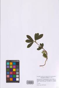 Chimaphila umbellata (L.) W.P.C.Barton, Eastern Europe, Moscow region (E4a) (Russia)
