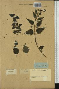 Urtica pilulifera L., Western Europe (EUR) (Not classified)