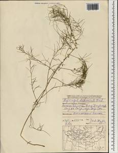 Asparagus dauricus Fisch. ex Link, Mongolia (MONG) (Mongolia)