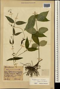 Vincetoxicum scandens Sommier & Levier, Crimea (KRYM) (Russia)