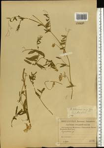 Vicia biennis L., Eastern Europe, Middle Volga region (E8) (Russia)