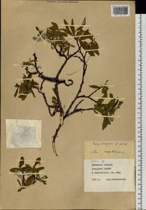 Salix krylovii E. L. Wolf, Siberia, Baikal & Transbaikal region (S4) (Russia)