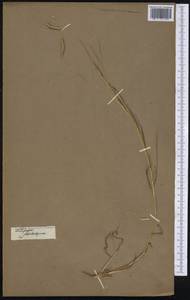 Heteropogon contortus (L.) P.Beauv. ex Roem. & Schult., America (AMER) (Not classified)