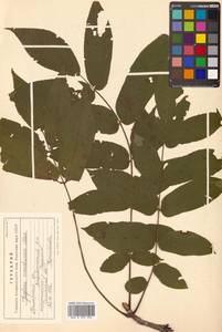 Juglans mandshurica Maxim., Siberia, Russian Far East (S6) (Russia)