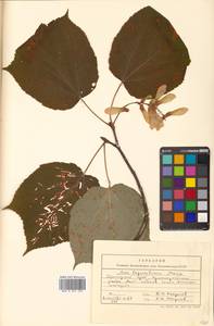 Acer tegmentosum Maxim., Siberia, Russian Far East (S6) (Russia)